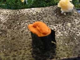 おたる 巽鮨 堺町店