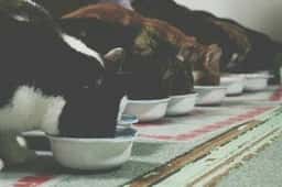 猫カフェ ねこっ茶