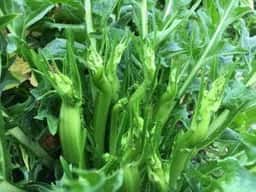 ラ カンティーナ ダ ターキ