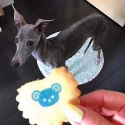 You Me & Cookies Cafe Bikini