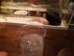 バーマリブ