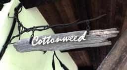 Café Cottonweed