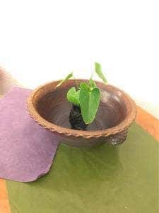 Cafe Le Vent Vert