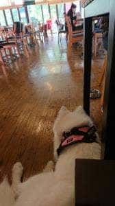DOGGARDENRESORT那須店