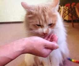 猫カフェ キャッチー