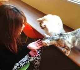 猫カフェ キャッチー