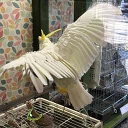 オウムのカフェ FREAK