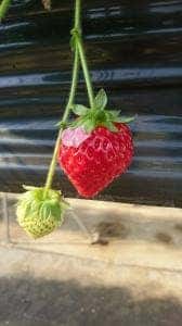 STRAWBERRY CAFE 磯山観光いちご園