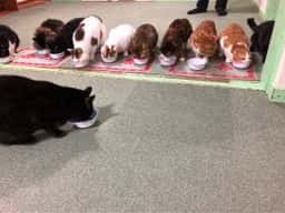 猫カフェ ねこっ茶