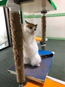 猫カフェ ねこっ茶