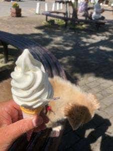 道の駅 樹海ロード日高 売店