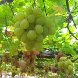 白根グレープガーデン