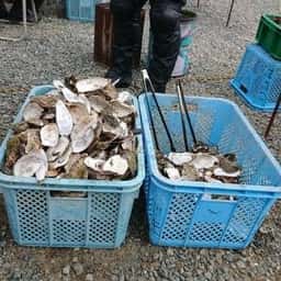 小島水産かき養殖場