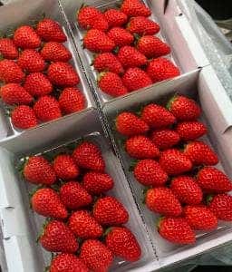 マリモファーム