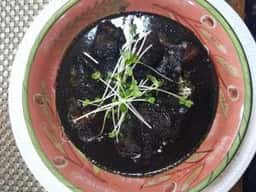 シチューの王様 ビストロ ガレ