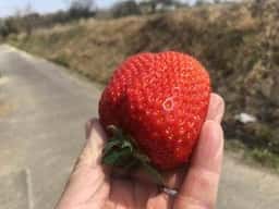 いちご畑の米夢ちゃん