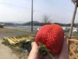 いちご畑の米夢ちゃん