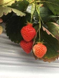 そら野デリカ そら野テラス