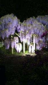 ウェステリア あしかがフラワーパーク