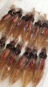 カネツル砂子商店 ほたるいかミュージアム店