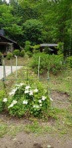 黒沢山ベーグル こなから