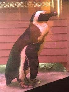 Penguin Bar Fairy