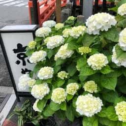 飛騨高山 京や