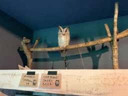 うねるもいぽっろ