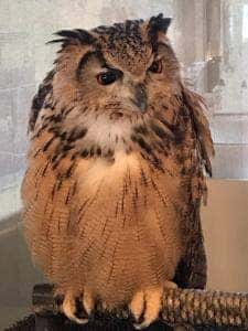 フクロウカフェクルー