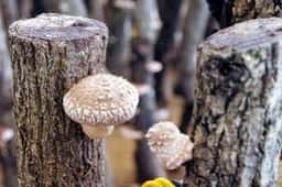 修善寺しいたけの里