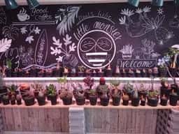 Plants holic "little monster"