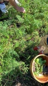 kitchen garden yanagisawa farm 横道農場