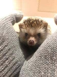 ふくろうのいるカフェ 天神