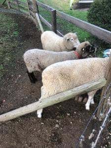 MouMoubar 伊香保グリーン牧場