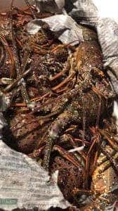 活魚料理河八