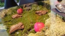 花カフェ ブルーミーズ