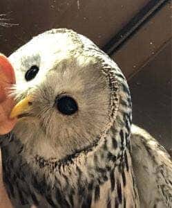 鳥のいるカフェ 谷中本店
