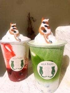 ミルクブッシュ