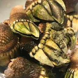 料神