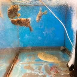 山本食堂 八代市