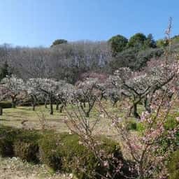 やくし茶屋
