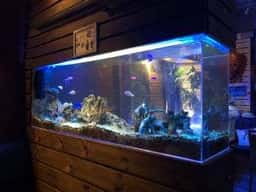 BLUE FISH AQUARIUM