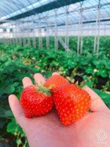 スカイファーム