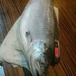 備長炭炭焼焼鳥.鶏出汁おでん 影