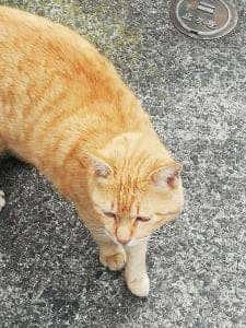 ネコノテパン工場