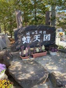 蜂天国