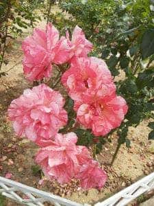 薔薇舘 イングリッシュローゼ