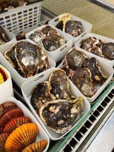 シマノカキ シンエイマル