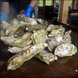 元祖かき小屋 スッツ・オイスタービレッジ