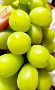 ぶどう狩り 盤峰園